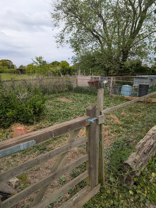 Cleared chicken coop area